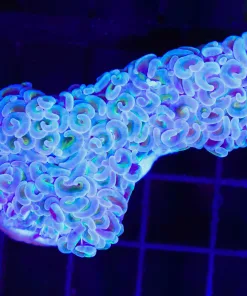 Wysiwyg Large Wall Hammer Coral (C29) *Pick up only - or no arrive alive guarantee sorry*