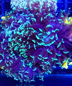 Wysiwyg Massive Hammer Coral Colony (C31) *Pick up only - or please contact for shipipng quote - ariport pick only piece*