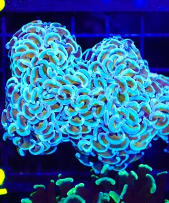 Wysiwyg Golden Blue Wall Hammer Coral (C32)