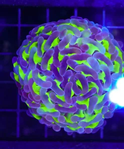 Wysiwyg Wild Aussie Hammer Coral Frag (C35)