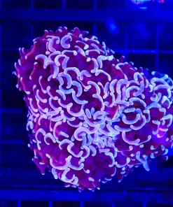 Wysiwyg Wild Aussie Hammer Coral (C36)