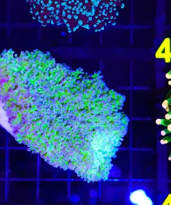 Wysiwyg Wild Australian Octospawn Coral (C37)