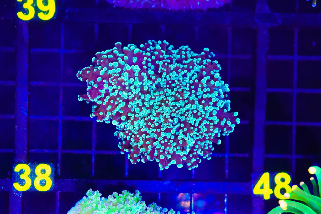 Frag Box Corals