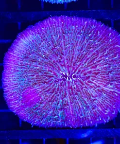 Wysiwyg Large Plate Coral (C39) *Pick up only coral - sorry !*
