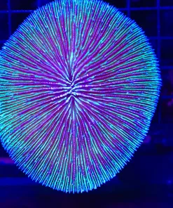 Wysiwyg Large Plate Coral (C40) *Pick up only coral - sorry !*