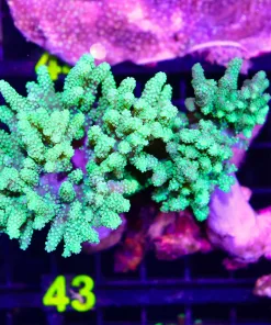 Wysiwyg XL Wild Australian Leather Coral Colony (C43)