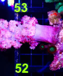 Wysiwyg Carnation Coral (C52)