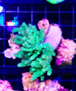 Wysiwyg Wild Australian Green Leather Coral Colony (C53)  *Free shipping no minimum livestock spend*