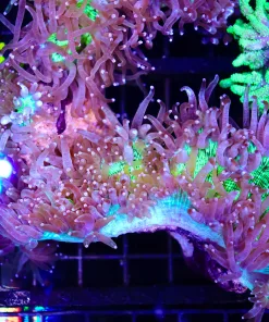 Wysiwyg Elegance Coral (C56)