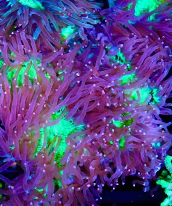 Wysiwyg Elegance Coral  (C57)