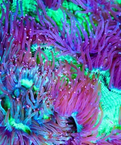 Wysiwyg Elegance Coral  (C58)