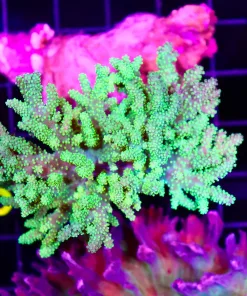 Wysiwyg Large Aussie Leather Coral (C65)