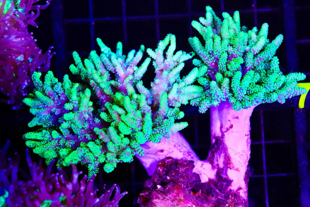 Frag Box Corals