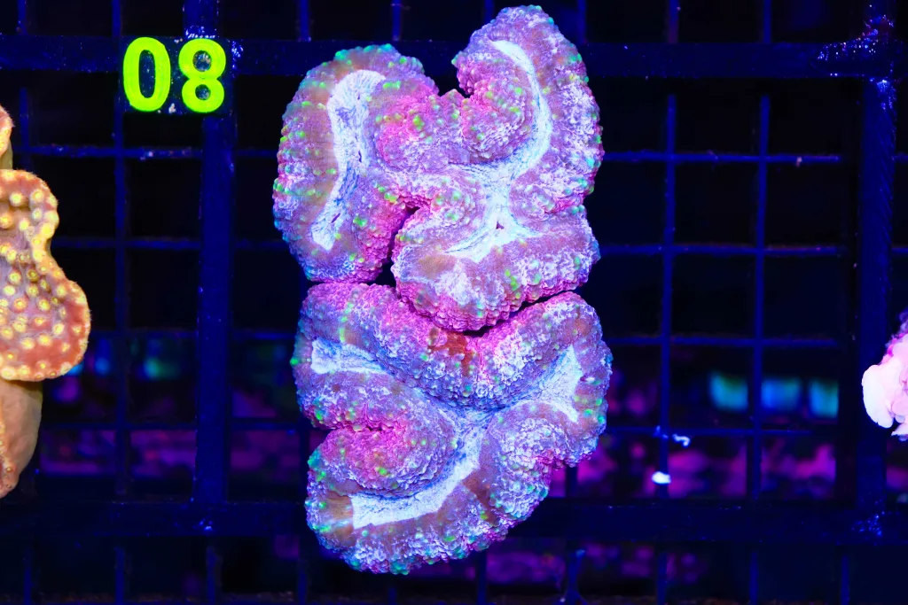 Frag Box Corals