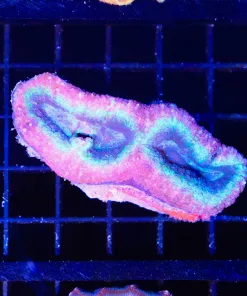 Wysiwyg Lobo Coral (C79)  *Free shipping $149 minimum livestock spend*