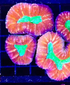Wysiwyg Large Lobo Brain Coral (C86)