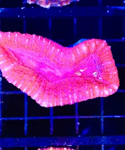 Wysiwyg Lobo Coral (C88)