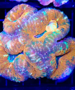 Wysiwyg Unique Lobo Coral (C93)