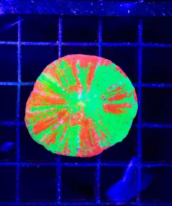 Wysiwyg Ultra Scoly (C113)