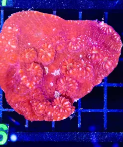 Wysiwyg Chalice CoralColony (C116) *Free shipping $149 minimum livestock spend*