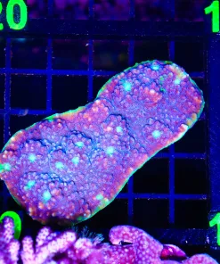 Wysiwyg Green Rim Chalice Coral (C119) *Free shipping no minimum livestock spend*