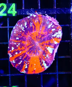 Wysiwyg Scolymia (C123) *Free shipping no minimum livestock spend*