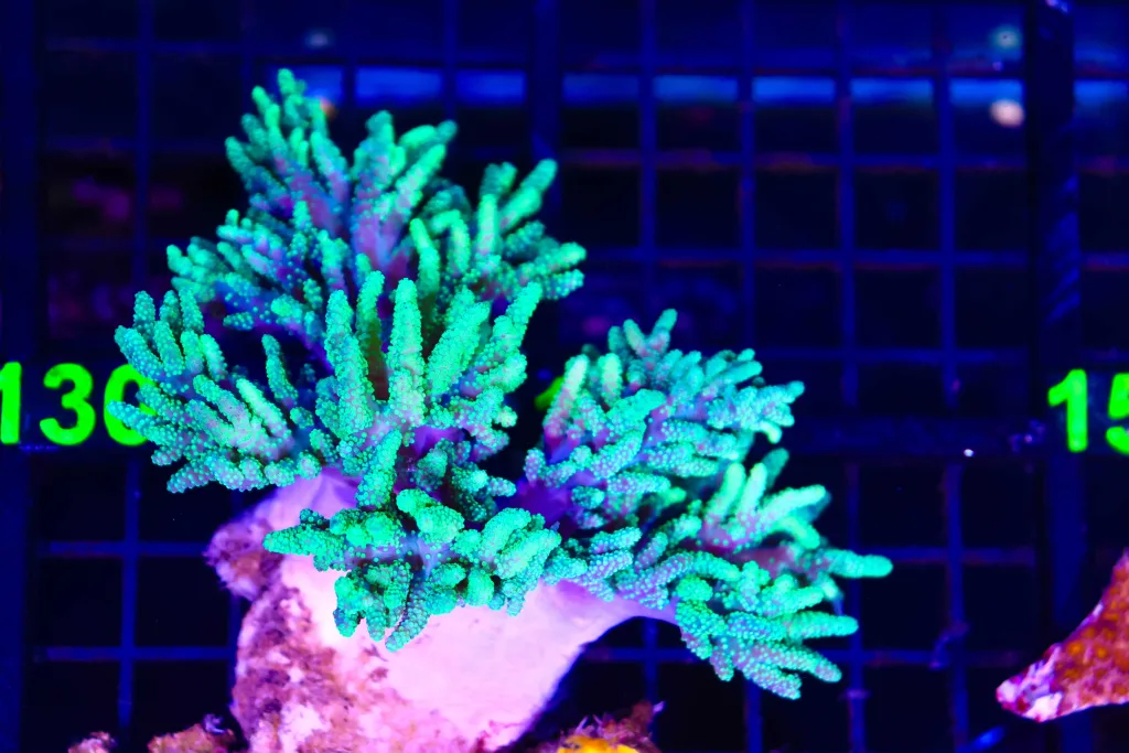 Frag Box Corals