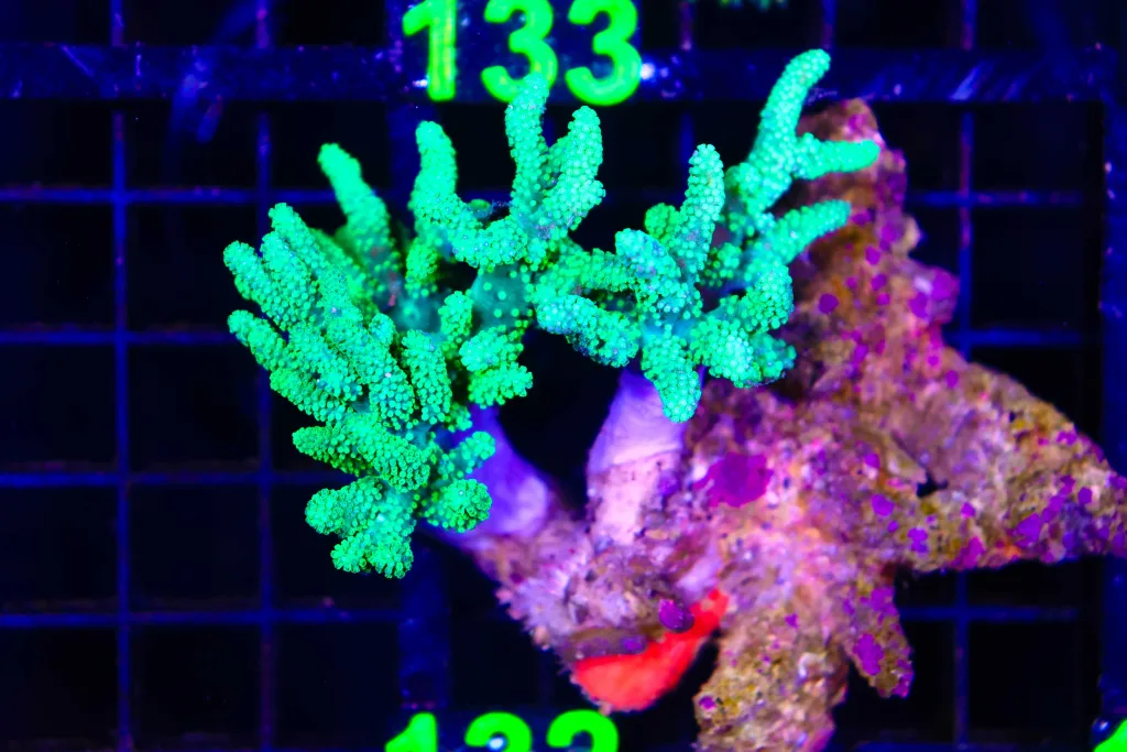 Frag Box Corals