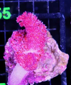 Wysiwyg Carnation Coral (C154) *Free shipping no minimum livestock spend*