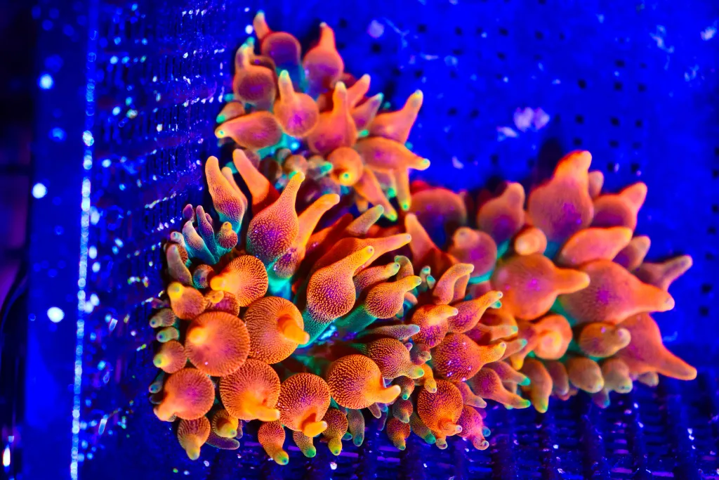 Frag Box Corals