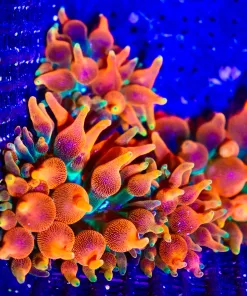 Small Ultra Bubble Tip Anemone