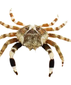 Harlequin Emerald Crab *RARE*