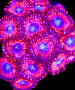 Large Blue Mouth Lava Zoa Frag (Row #1:B)
