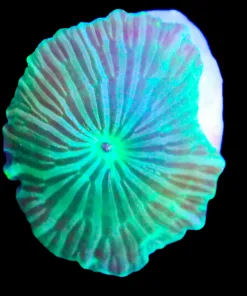 Green Stripped Mushroom Coral Frag (Row #8:B)