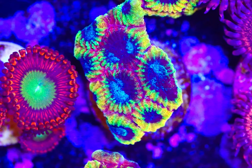 Frag Box Corals