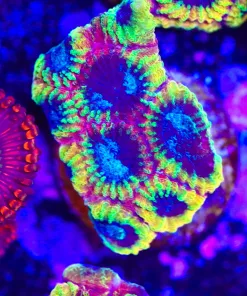 Wolverine Favia Frag (Row #11:B)