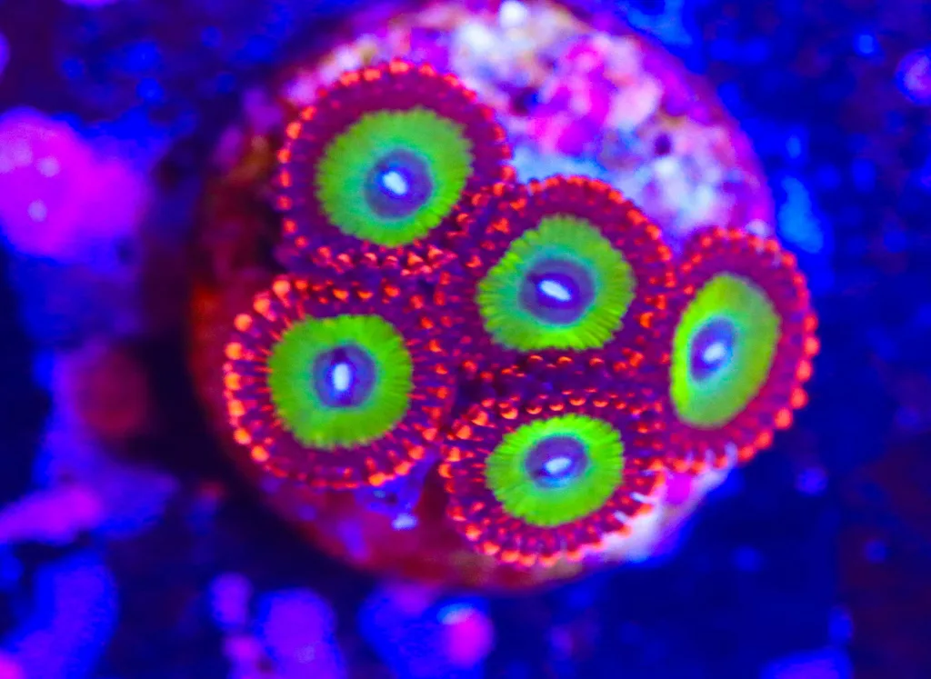 Frag Box Corals