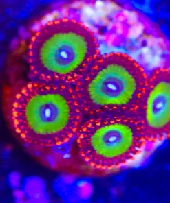 Candy Apple Red Zoanthid Frag (Row #13:B)