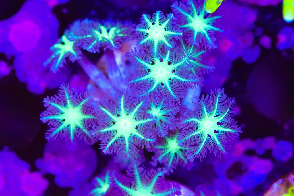 Frag Box Corals