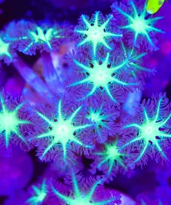 Large Glowing Clove Polyp Frag (Row #26)