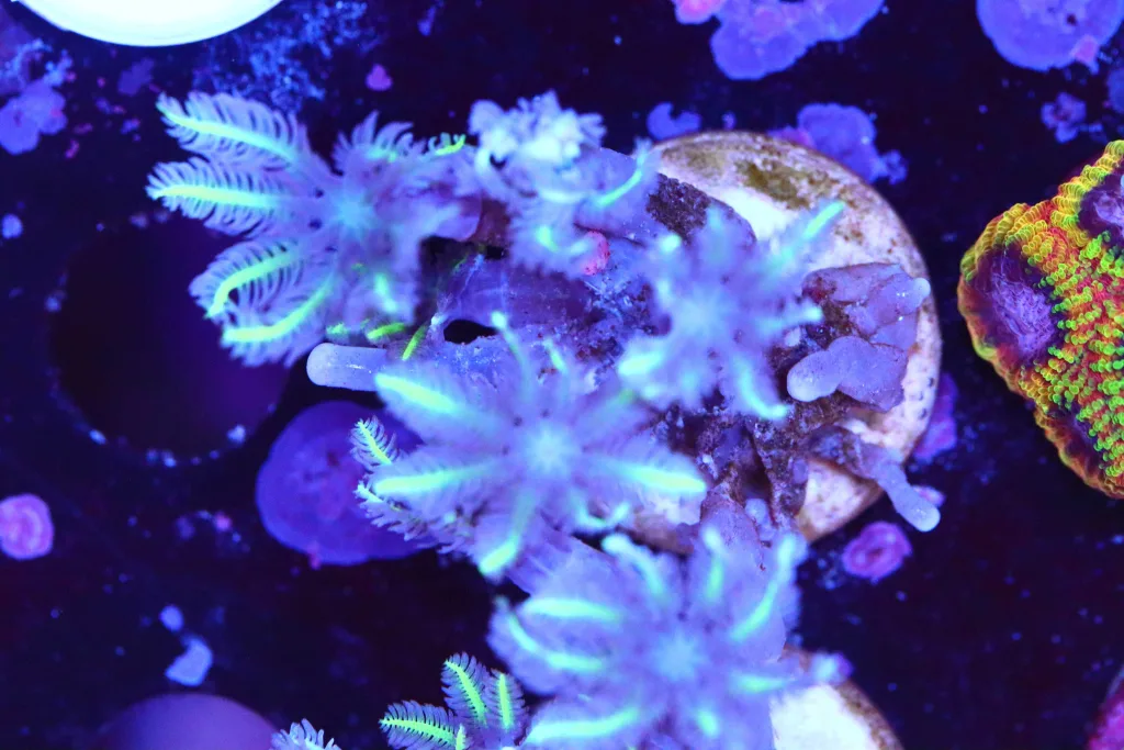 Frag Box Corals