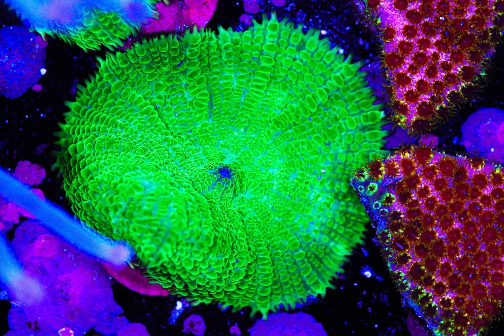 Frag Box Corals