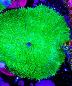 Green Machine Rhoadctis Mushroom Frag (Row #40:B)