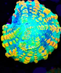 Small Ultra Citrus Mushroom Frag (Row #47)