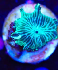 Small Green Mushroom Coral Frag (Row #48)