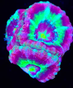 Ultra Acan Frag (Row #50)