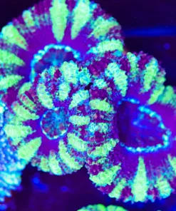 Purple Panther Coral Frag (Row #51:B)