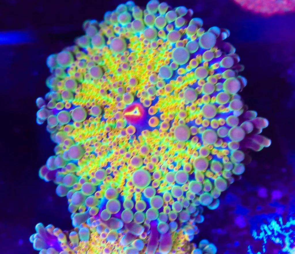 Frag Box Corals
