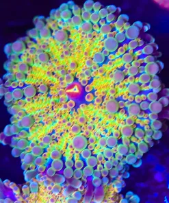 Large Ricordea Rainbow Yuma Mushroom Coral (Row #52:B)