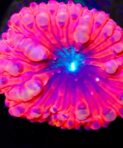 Black Hole Blastomussa Frag (Row #56)